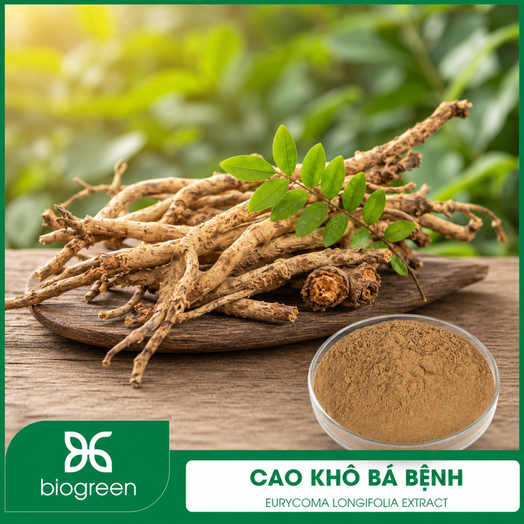 Cao khô Bá bệnh