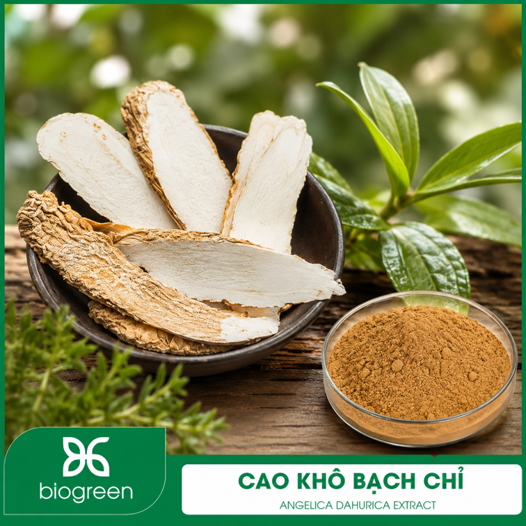 Cao khô Bạch chỉ