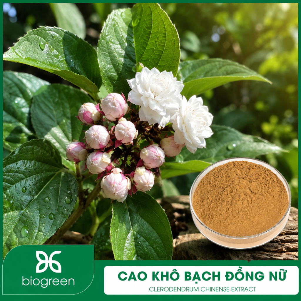 Cao khô Bạch đồng nữ